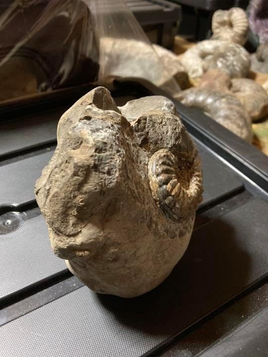 北海道 アンモナイト テキサナイテス 化石 / 恐竜 三葉虫 釣り 自由